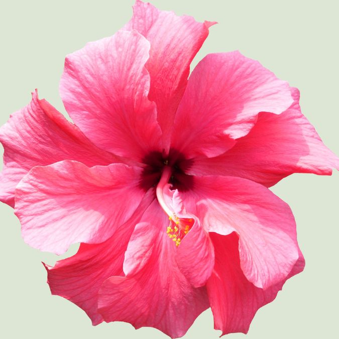 hibisco propiedades
