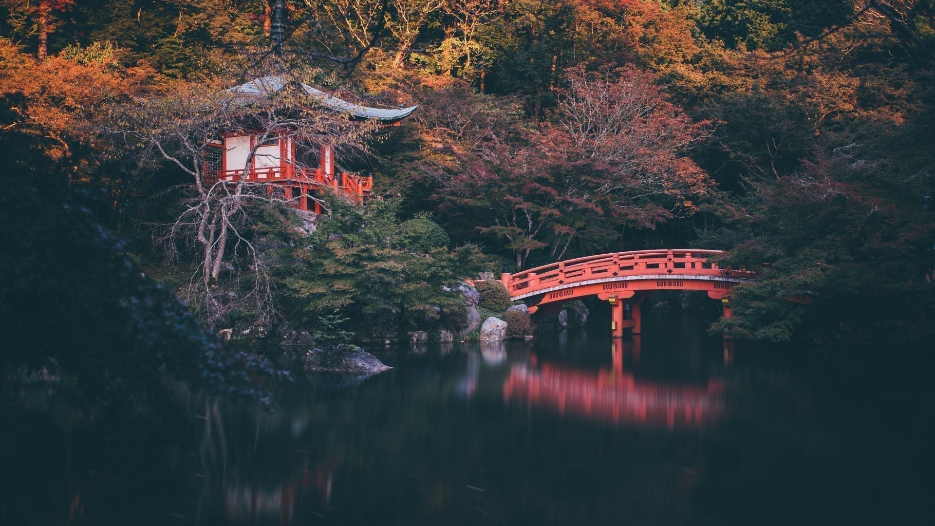 Shinrin Yoku: Baños de Bosque para la Paz Interior y el Bienestar