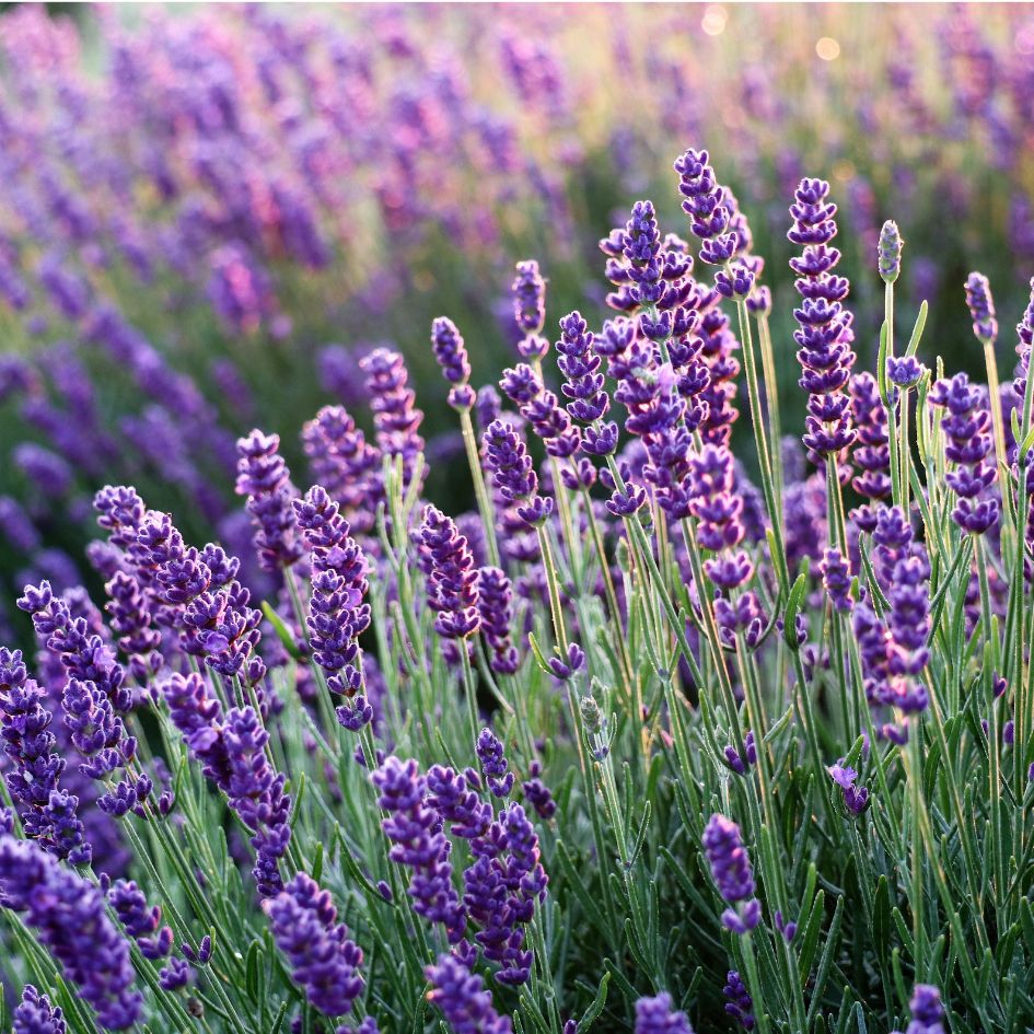 El Poder Relajante de la Lavanda