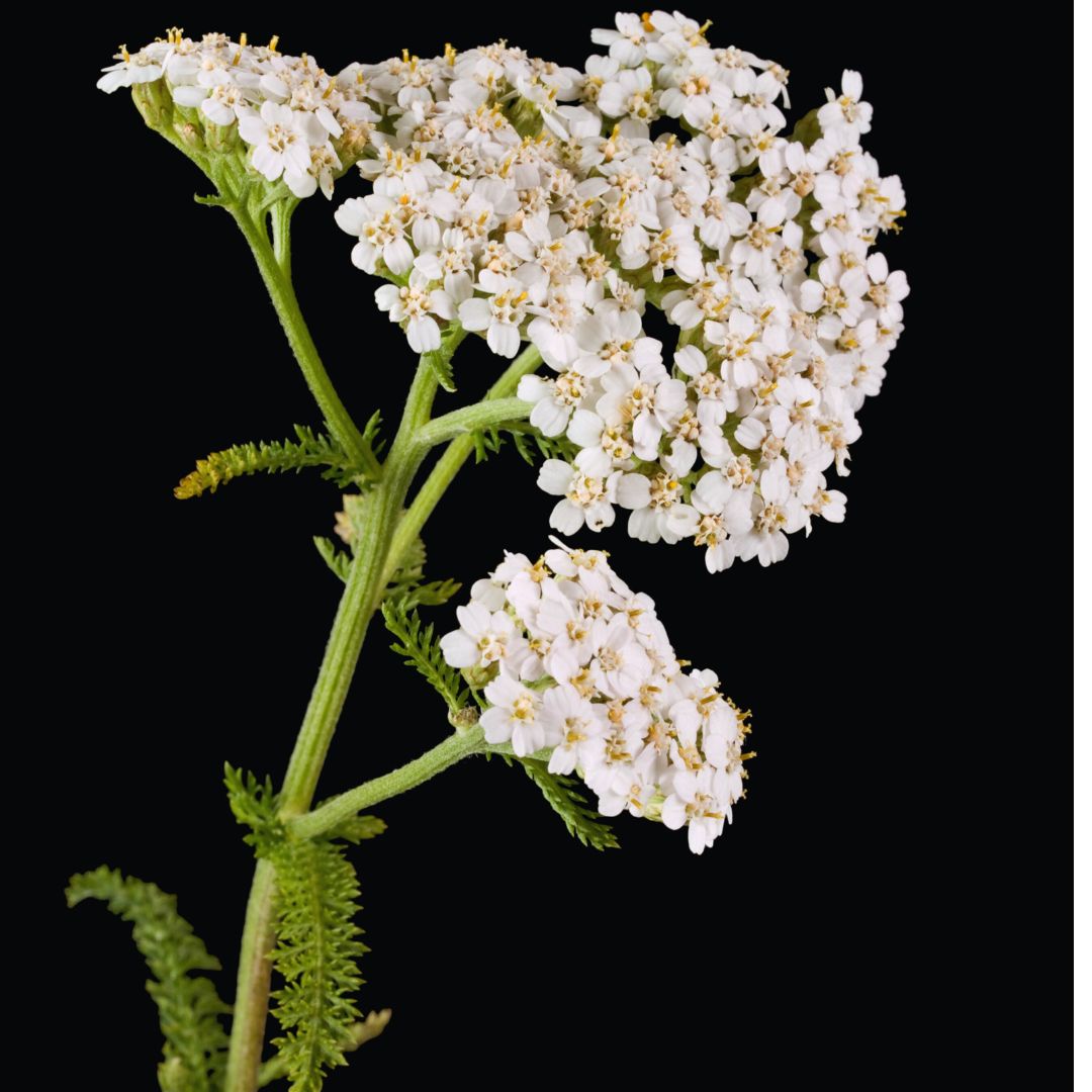 Milenrama: Sus secretos mejores guardados