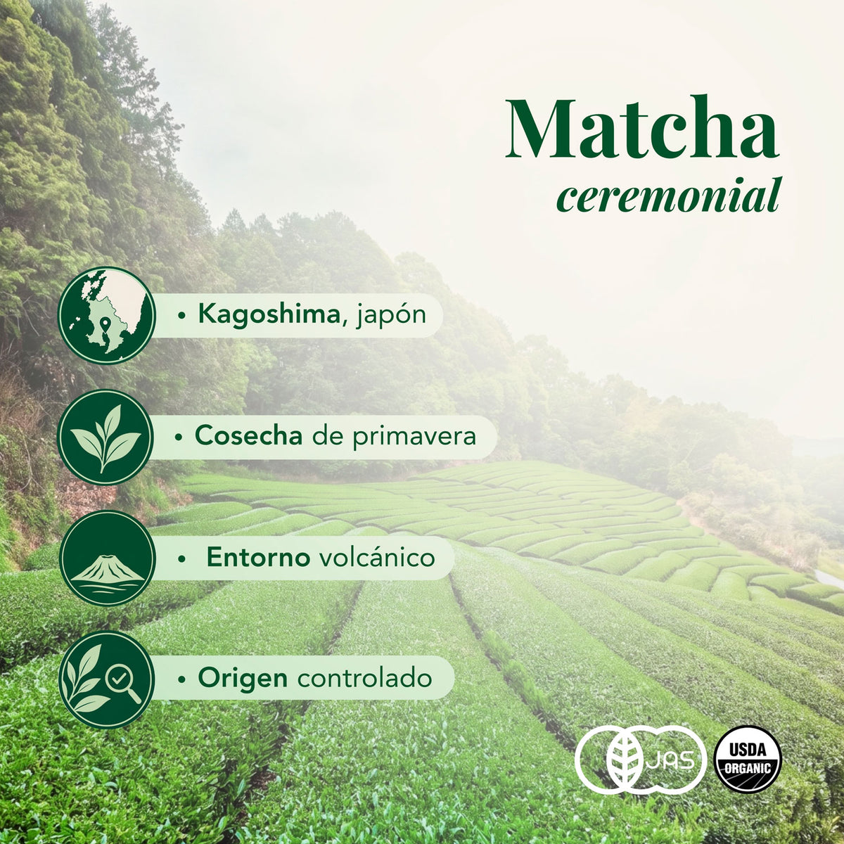 Té Matcha Ceremonial Okumidori Gran Reserva