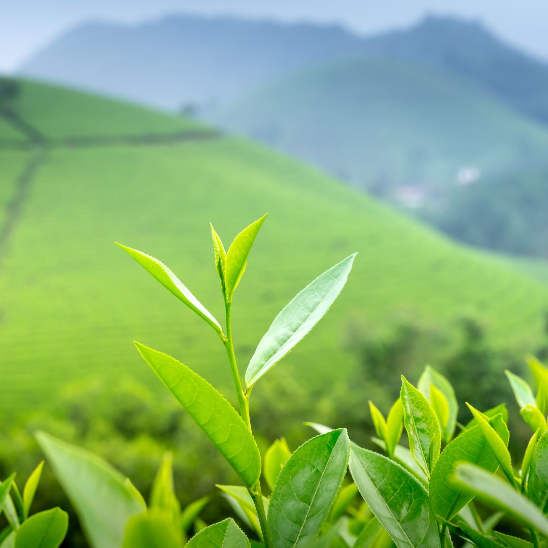 Té Matcha: El boom verde