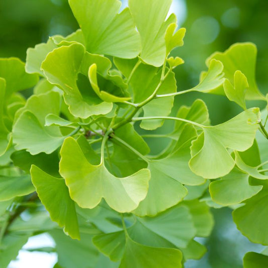 Todo lo que siempre has querido saber sobre el Ginkgo Biloba