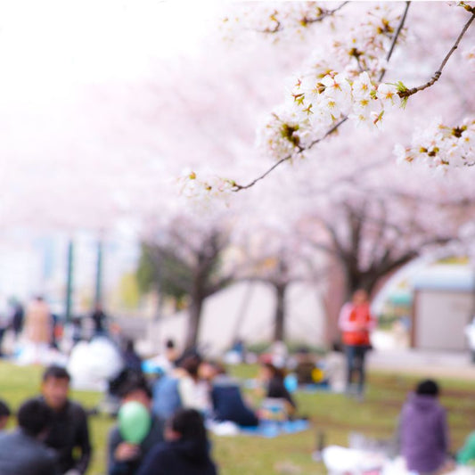 Hanami y Té Matcha: Una Celebración de la Primavera Japonesa