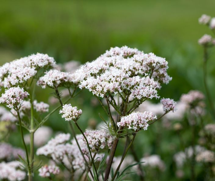 Te contamos el secreto para mejorar tu paz interior: la Valeriana