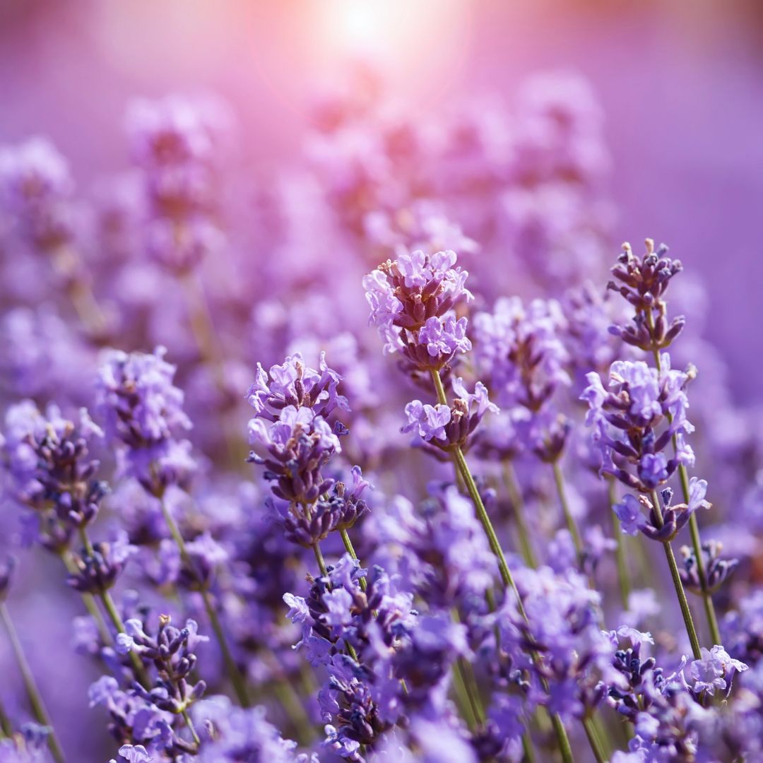 Secretos de la Lavanda: Descubre sus propiedades terapéuticas