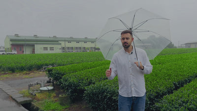 Original Matcha Tea